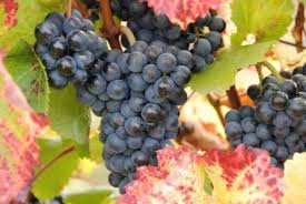 Další ročník Kunětického vinobraní s degustací vín