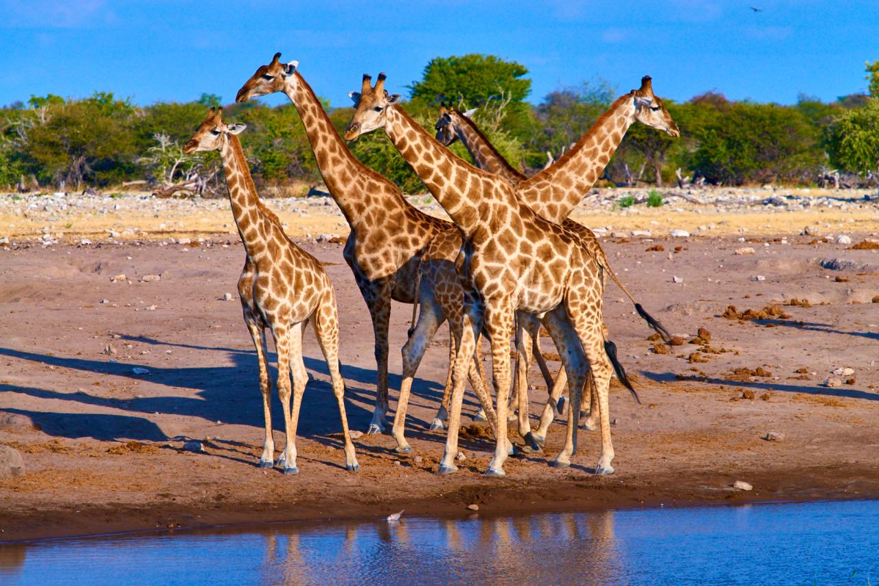 Cestovatelská přednáška Velké safari